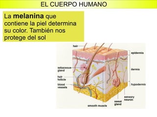 La  melanina  que  contiene la piel determina su color. También nos protege del sol EL CUERPO HUMANO 