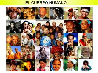 EL CUERPO HUMANO 
