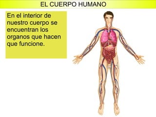 En el interior de nuestro cuerpo se encuentran los organos que hacen que funcione. EL CUERPO HUMANO 
