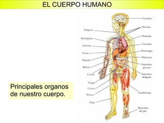 Principales organos de nuestro cuerpo. EL CUERPO HUMANO 