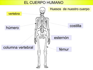columna vertebral fémur costilla húmero esternón vertebra Huesos  de nuestro cuerpo EL CUERPO HUMANO 