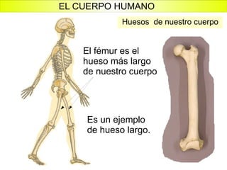 Huesos  de nuestro cuerpo El fémur es el hueso más largo de nuestro cuerpo Es un ejemplo de hueso largo. EL CUERPO HUMANO 