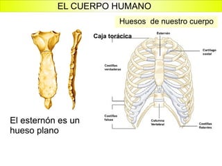 El esternón es un hueso plano Huesos  de nuestro cuerpo EL CUERPO HUMANO 