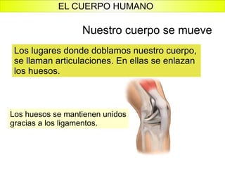 Los lugares donde doblamos nuestro cuerpo, se llaman articulaciones. En ellas se enlazan los huesos. Los huesos se mantienen unidos gracias a los ligamentos. Nuestro cuerpo se mueve EL CUERPO HUMANO 