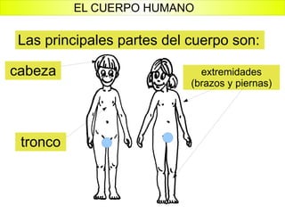 Las principales partes del cuerpo son: cabeza tronco extremidades (brazos y piernas) EL CUERPO HUMANO 