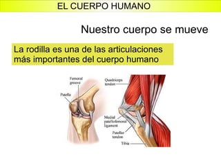 La rodilla es una de las articulaciones más importantes del cuerpo humano Nuestro cuerpo se mueve EL CUERPO HUMANO 