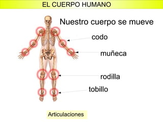 Nuestro cuerpo se mueve Articulaciones  codo rodilla tobillo muñeca EL CUERPO HUMANO 