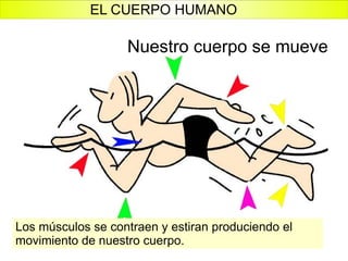 Nuestro cuerpo se mueve Los músculos se contraen y estiran produciendo el movimiento de nuestro cuerpo. EL CUERPO HUMANO 