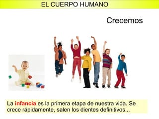 Crecemos La  infancia  es la primera etapa de nuestra vida. Se crece rápidamente, salen los dientes definitivos... EL CUERPO HUMANO 