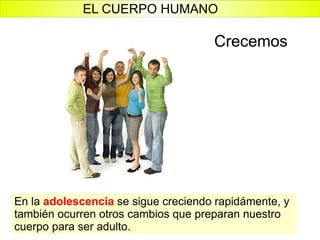 Crecemos En la  adolescencia  se sigue creciendo rapidámente, y también ocurren otros cambios que preparan nuestro cuerpo para ser adulto. EL CUERPO HUMANO 
