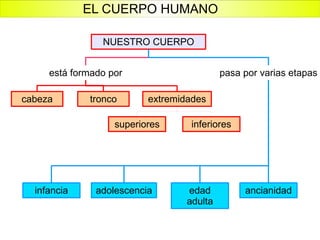 NUESTRO CUERPO está formado por tronco extremidades cabeza inferiores superiores pasa por varias etapas adolescencia edad adulta ancianidad infancia EL CUERPO HUMANO 