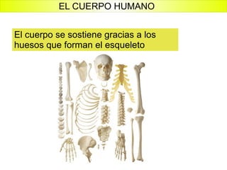 El cuerpo se sostiene gracias a los huesos que forman el esqueleto EL CUERPO HUMANO 