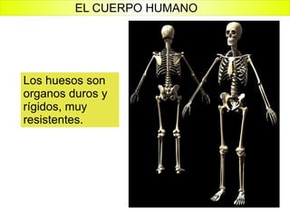 Los huesos son organos duros y rígidos, muy resistentes. EL CUERPO HUMANO 