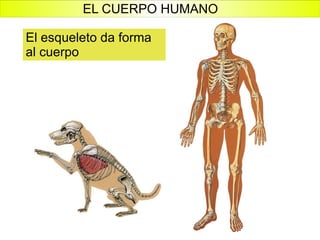 El esqueleto da forma al cuerpo EL CUERPO HUMANO 