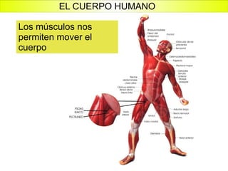 Los músculos nos permiten mover el cuerpo EL CUERPO HUMANO 