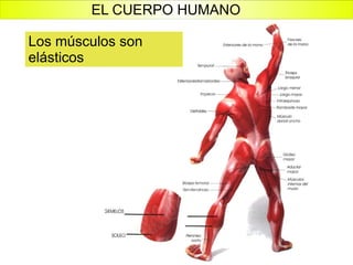 Los músculos son elásticos EL CUERPO HUMANO 