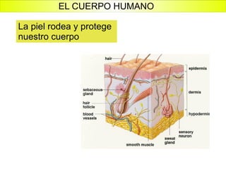 La piel rodea y protege nuestro cuerpo EL CUERPO HUMANO 