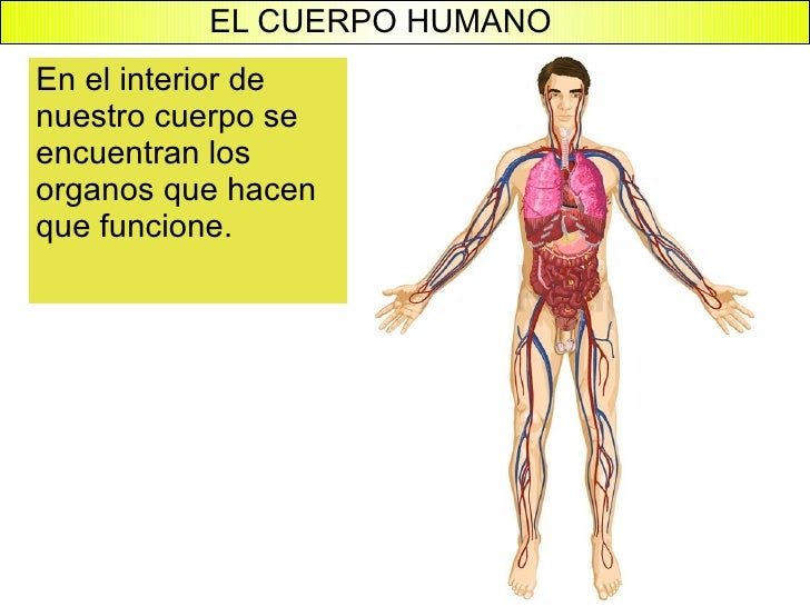 interior del cuerpo humano organos el cuerpo humano interior del cuerpo humano organos el cuerpo humano