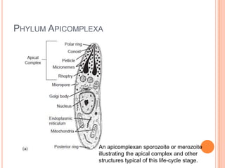 1 nutrition in protozoa | PPTX