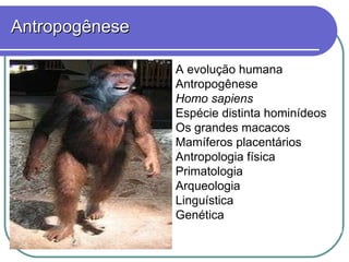 Antropogênese A evolução humana Antropogênese Homo sapiens Espécie distinta hominídeos Os grandes macacos Mamíferos placentários Antropologia física Primatologia Arqueologia  Linguística  Genética 