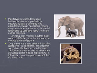 Mas talvez se escondesse mais facilmente dos seus predadores naturais, talvez  o alimento não abundasse e fosse necessário reduzir as necessidades a este nível, já que tal fenómeno se verificou nesta  ilha com outras espécies. Animais bem maiores noutros sítios como o elefante , aqui tinha menos de metade da envergadura. O que se sabe é que estes minúsculos caçadores - recolectores, conseguiram sobreviver até há aproximadamente 18.000 anos atrás e  que se afirmaram até agora como a peça mais original e intrigante  do nosso processo evolutivo. Ou talvez não.  