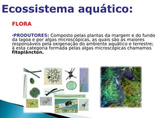 FLORA

•PRODUTORES: Composto pelas plantas da margem e do fundo
da lagoa e por algas microscópicas, as quais são as maiores
responsáveis pela oxigenação do ambiente aquático e terrestre;
à esta categoria formada pelas algas microscópicas chamamos
fitoplâncton.
 