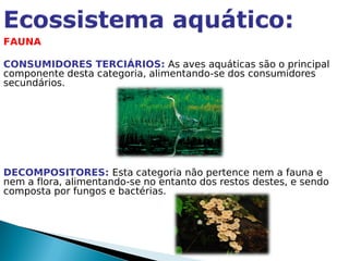 FAUNA

CONSUMIDORES TERCIÁRIOS: As aves aquáticas são o principal
componente desta categoria, alimentando-se dos consumidores
secundários.




DECOMPOSITORES: Esta categoria não pertence nem a fauna e
nem a flora, alimentando-se no entanto dos restos destes, e sendo
composta por fungos e bactérias.
 