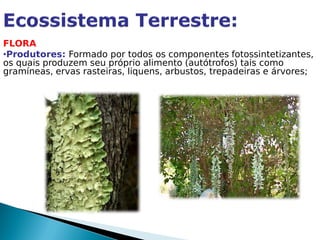FLORA
•Produtores: Formado por todos os componentes fotossintetizantes,
os quais produzem seu próprio alimento (autótrofos) tais como
gramíneas, ervas rasteiras, liquens, arbustos, trepadeiras e árvores;
 