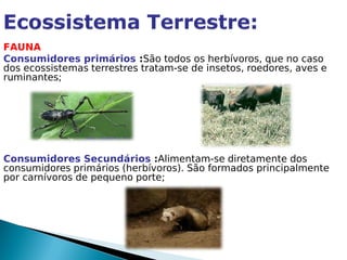 FAUNA
Consumidores primários :São todos os herbívoros, que no caso
dos ecossistemas terrestres tratam-se de insetos, roedores, aves e
ruminantes;




Consumidores Secundários :Alimentam-se diretamente dos
consumidores primários (herbívoros). São formados principalmente
por carnívoros de pequeno porte;
 