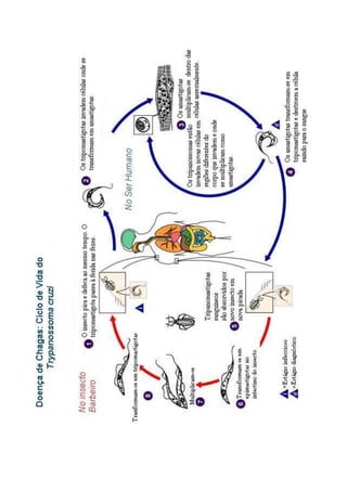 1o ano   doença de chagas