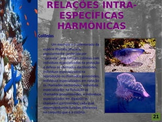 RELAÇÕES INTRA-
                          ESPECÍFICAS
For al St udi o A
                          HARMÔNICAS
                    Colônias
                            Um exemplo é o celenterado da
                      espécie Physalia physalis,
                      popularmente conhecida por
                      “caravela”, que formam colônias com
                      indivíduos especializados na proteção
                      e defesa os chamados dactilozóides,
                      indivíduos especializados na
                      reprodução os chamados gonozóides,
                      indivíduos especializados em natação
                      os chamados nectozóides, indivíduos
                      especializados na flutuação os
                      chamados pneumozóides, e indivíduos
                      especializados em digestão os
                      chamados gastrozóides, cada qual
                      desempenhando funções diferentes
                      no conjunto que é a colônia.
                                                              21
 