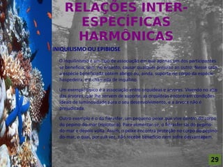 RELAÇÕES INTER-
                          ESPECÍFICAS
For al St udi o A
                          HARMÔNICAS
                    INIQUILISMO OU EPIBIOSE
                      O inquilinismo é um tipo de associação em que apenas um dos participantes
                      se beneficia, sem, no entanto, causar qualquer prejuízo ao outro. Nesse caso,
                      a espécie beneficiada obtém abrigo ou, ainda, suporte no corpo da espécie
                      hospedeira, e é chamada de inquilino.

                      Um exemplo típico é a associação entre orquídeas e árvores. Vivendo no alto
                      das árvores, que lhe servem de suporte, as orquídeas encontram condições
                      ideais de luminosidade para o seu desenvolvimento, e a árvore não é
                      prejudicada.

                      Outro exemplo é o do fierasfer, um pequeno peixe que vive dentro do corpo
                      do pepino-do-mar (Holoturia). Para alimentar-se, o fierasfer sai do pepino-
                      do-mar e depois volta. Assim, o peixe encontra proteção no corpo do pepino-
                      do-mar, o qual, por sua vez, não recebe benefício nem sofre desvantagem.



                                                                                               29
 