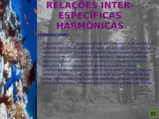 RELAÇÕES INTER-
                         ESPECÍFICAS
For al St udi o A
                         HARMÔNICAS
                    COMENSALISMO
                     O comensalismo é um tipo de associação entre indivíduos onde um deles se
                     aproveita dos restos alimentares do outro sem prejudicá-lo. O ser vivo que se
                     aproveita dos restos alimentares é denominado comensal, enquanto que o
                     ser vivo que lhe proporciona esse alimento fácil é denominado anfitrião.
                     Alguns exemplos de comensalismo: A rêmora e o tubarão. A rêmora ou
                     peixe-piloto é um peixe ósseo que apresenta a nadadeira dorsal
                     transformada em ventosa, com a qual se fixa no ventre, próximo à boca do
                     tubarão e é levada com ele. Quando o tubarão estraçalha a carne de suas
                     presas, muitos pedacinhos de carne se espalham pela água e a rêmora se
                     alimenta desses restos alimentares produzidos pelas atividades do tubarão.




                                                                                              31
 