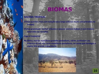 BIOMAS
For al St udi o A
                    SAVANA TROPICAL
                    Climas quentes, mas com estação seca longa (chuvas muito concentradas no
                       tempo).

                    Muitas gramíneas, muitos arbustos e poucas árvores (baixas e com troncos
                      retorcidos no cerrado).

                    Fogo é freqüente.

                    Na África, muitos mamíferos grandes pastadores, vários carnívoros; na
                       América do Sul, são raros mamíferos pastadores, ao passo que formigas e
                       cupins têm grande importância.




                                                                                           10
 
