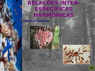 RELAÇÕES INTER-
                          ESPECÍFICAS
For al St udi o A
                          HARMÔNICAS
                    Simbiose ou Mutualismo




                                             24
 