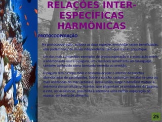 RELAÇÕES INTER-
                          ESPECÍFICAS
For al St udi o A
                          HARMÔNICAS
                    PROTOCOOPERAÇÃO
                     Na protocooperação, embora as duas espécies envolvidas sejam beneficiadas,
                      elas podem viver de modo independente, sem que isso as prejudique.

                     Um dos mais conhecidos exemplos de protocooperação é a associação entre
                     a anêmona-do-mar e o paguro, um crustáceo semelhante ao caranguejo,
                     também conhecido como bernardo-eremita ou ermitão.

                     O paguro tem o corpo mole e costuma ocupar o interior de conchas
                     abandonadas de gastrópodes. Sobre a concha, costumam instalar-se uma ou
                     mais anêmonas-do-mar (actínias). Dessa união, surge o benefício mútuo: a
                     anêmona possui células urticantes, que afugentam os predadores do paguro,
                     e este, ao se deslocar, possibilita à anêmona uma melhor exploração do
                     espaço, em busca de alimento.




                                                                                           25
 