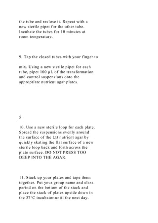 the tube and reclose it. Repeat with a
new sterile pipet for the other tube.
Incubate the tubes for 10 minutes at
room temperature.
9. Tap the closed tubes with your finger to
mix. Using a new sterile pipet for each
tube, pipet 100 µL of the transformation
and control suspensions onto the
appropriate nutrient agar plates.
5
10. Use a new sterile loop for each plate.
Spread the suspensions evenly around
the surface of the LB nutrient agar by
quickly skating the flat surface of a new
sterile loop back and forth across the
plate surface. DO NOT PRESS TOO
DEEP INTO THE AGAR.
11. Stack up your plates and tape them
together. Put your group name and class
period on the bottom of the stack and
place the stack of plates upside down in
the 37°C incubator until the next day.
 
