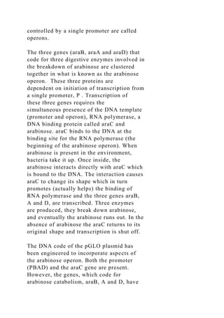 controlled by a single promoter are called
operons.
The three genes (araB, araA and araD) that
code for three digestive enzymes involved in
the breakdown of arabinose are clustered
together in what is known as the arabinose
operon. These three proteins are
dependent on initiation of transcription from
a single promoter, P . Transcription of
these three genes requires the
simultaneous presence of the DNA template
(promoter and operon), RNA polymerase, a
DNA binding protein called araC and
arabinose. araC binds to the DNA at the
binding site for the RNA polymerase (the
beginning of the arabinose operon). When
arabinose is present in the environment,
bacteria take it up. Once inside, the
arabinose interacts directly with araC which
is bound to the DNA. The interaction causes
araC to change its shape which in turn
promotes (actually helps) the binding of
RNA polymerase and the three genes araB,
A and D, are transcribed. Three enzymes
are produced, they break down arabinose,
and eventually the arabinose runs out. In the
absence of arabinose the araC returns to its
original shape and transcription is shut off.
The DNA code of the pGLO plasmid has
been engineered to incorporate aspects of
the arabinose operon. Both the promoter
(PBAD) and the araC gene are present.
However, the genes, which code for
arabinose catabolism, araB, A and D, have
 