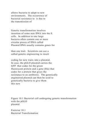 allows bacteria to adapt to new
environments. The occurrence of
bacterial resistance to is due to
the transmission of
Genetic transformation involves
insertion of some new DNA into the E.
cells. In addition to one large
bacteria often contain one or more
circular pieces of DNA called
Plasmid DNA usually contains genes for
than one trait. Scientists can use a
called genetic engineering to insert
coding for new traits into a plasmid.
In case, the pGLO plasmid carries the
GFP that codes for the green
fluorescent protein and a gene (bla) that
codes for a protein that gives the
resistance to an antibiotic. The genetically
engineered plasmid can then be used to
genetically bacteria to give them
this new
Figure 10.1 Bacterial cell undergoing genetic transformation
with the pGLO
plasmid
Exercise 10.1
Bacterial Transformation
 