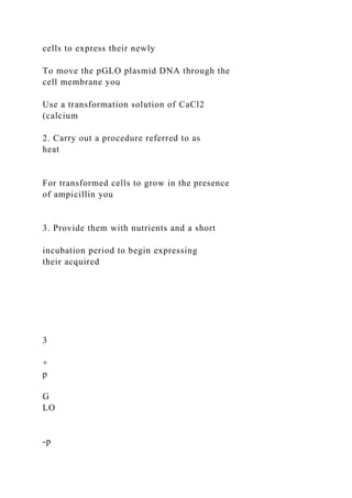 cells to express their newly
To move the pGLO plasmid DNA through the
cell membrane you
Use a transformation solution of CaCl2
(calcium
2. Carry out a procedure referred to as
heat
For transformed cells to grow in the presence
of ampicillin you
3. Provide them with nutrients and a short
incubation period to begin expressing
their acquired
3
+
p
G
LO
-p
 