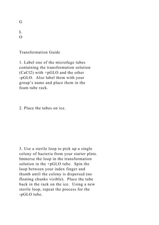 G
L
O
Transformation Guide
1. Label one of the microfuge tubes
containing the transformation solution
(CaCl2) with +pGLO and the other
-pGLO. Also label them with your
group’s name and place them in the
foam tube rack.
2. Place the tubes on ice.
3. Use a sterile loop to pick up a single
colony of bacteria from your starter plate.
Immerse the loop in the transformation
solution in the +pGLO tube. Spin the
loop between your index finger and
thumb until the colony is dispersed (no
floating chunks visible). Place the tube
back in the rack on the ice. Using a new
sterile loop, repeat the process for the
-pGLO tube.
 
