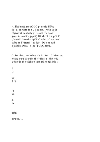 4. Examine the pGLO plasmid DNA
solution with the UV lamp. Note your
observations below. Pipet (or have
your instructor pipet) 10 µL of the pGLO
plasmid into the +pGLO tube. Close the
tube and return it to ice. Do not add
plasmid DNA to the -pGLO tube.
5. Incubate the tubes on ice for 10 minutes.
Make sure to push the tubes all the way
down in the rack so that the tubes stick
+
p
G
LO
-p
G
L
O
ICE
ICE Rack
 