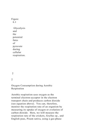 Figure
6.1
Glycolysis
and
the
potential
fates
of
pyruvate
during
cellular
respiration.
2
2
Oxygen Consumption during Aerobic
Respiration
Aerobic respiration uses oxygen as the
terminal electron‐acceptor in the electron
transport chain and produces carbon dioxide
(see equation above). You can, therefore,
monitor the respiration rate of an organism by
measuring its uptake of oxygen or evolution of
carbon dioxide. Here, we will measure the
respiration rate of the crickets, Gryllus sp., and
English peas, Pisum sativa, using a gas‐phase
 