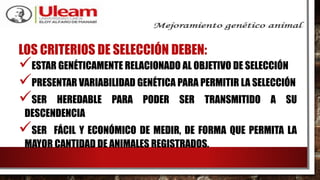 LOS CRITERIOS DE SELECCIÓN DEBEN:
ESTAR GENÉTICAMENTE RELACIONADO AL OBJETIVO DE SELECCIÓN
PRESENTAR VARIABILIDAD GENÉTICA PARA PERMITIR LA SELECCIÓN
SER HEREDABLE PARA PODER SER TRANSMITIDO A SU
DESCENDENCIA
SER FÁCIL Y ECONÓMICO DE MEDIR, DE FORMA QUE PERMITA LA
MAYOR CANTIDAD DE ANIMALES REGISTRADOS.
 