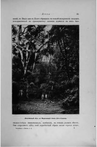 зонкѣ, въ Индіи или въ Конго образуютъ на земной поверхности элемеитъ
консервативный по преимуществу: племена держатся въ ннхъ безт.
Дѣвственньій лѣсъ нг Мадагаскар! близъ Діэго-Суарецѵ
сколько-нибудь значнтельныхъ измѣненій, въ теченіе долгихъ вѣковъ.
Они сохраняютъ здѣсь свой первобытный образъ жизни гораздо лучше,
Человѣкъ и Земля, т. I. 6
 