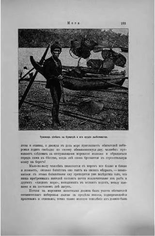 Туземоцъ сіобанъ на СуматрЪ и его орудія рыболовства.
ливы и отливы, и дважды въ день море приглашаете, обитателей побе-
режья ходить свободно по своему обнажившемуся дну; человѣкъ при-
выкаете слѣдовать за отступающими морскими волнами и обращаться
передъ ними въ бѣгство, когда онѣ снова бросаются въ стремительную
атаку на берегь!
Мало-по-малу человѣкъ знакомится съ моремъ все ближе и ближе
и познаетъ, сколько богатствъ оно таигь въ своихъ нѣдрахъ, — знако-
миться съ этими богатствами ему приходится уже вслѣдствіе того, что
пища прибрежныхъ жителей состоите почти исключительно изъ рыбъ и
другихъ «плодовъ моря», находимыхъ въ мелкихъ водахъ, между кам-
нями и на песчаномъ днѣ лагунъ.
Погоня за морскими животными должна была увлечь обитателей
океаническаго побережья далеко за предѣлы полосы, подвергающейся
приливамъ и отливамъ; точно также молодое поколѣніе ихъ должно было
 