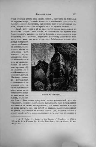 ІІЗМѢНЕІІІЕ СРЕДЫ 1 2 7
время собнранія дикаго риса (Zizania aquatica), растуіцаго на болотахъ и
по берегамъ озеръ. Названіе Меноминекъ, встрѣчаемое столь часто въ
бассейнѣ верхней Мнссиссипи, папомннаетъ намъ о томъ огромномъ зна-
чепін, которое нмѣло здѣсь собнраніе рнса въ прежнія времена ')•
Кромѣ того, одни и тѣ же люди могутъ иногда принадлежать къ
различнымъ стадіямъ цивнлнзаціи въ зависимости отъ времени года.
Племя хотоновъ, живущее въ цептрѣ Монголіи и переселившееся туда,
невидимому, изъ Туркестана, переходить къ кочевому образу жизни лишь
послѣ того, какъ оно засѣетъ свои поля. Забайкальскіе казаки, обла-
д а н и е обширными,
хорошо воздѣланны-
ми землями, напра-
вляются лѣтомъ во
внутреннюю часть
Монголіи, радуясь
возможности прове-
сти нѣсколько мѣся-
цевъ въ странство-
ваніяхъ по обшир-
нымъ пустыНЯМЬ 2).
Не является ли и
альпійская жизнь де-
ревенскихъ жителей
Швейцаріи такнмъ
же круговоротомъ
съ постоянными пе-
реходами отъ чи-
сто земледѣльческаго
образа жизни къ па-
стушескому и обрат-
но, какъ жизнь кал- Калмьжъ "з ъ Забайкалья. _
мыковъ, халхасовъ
или бурятъ? Какъ только пробудится весною растительный міръ, они
устраиваютъ орошеніе своихъ полей, выпалываютъ свои посѣвы, затѣмь
поднимаются къ своимъ виноградннкамъ, гдѣ чинягь капавкн и подпор-
ки; когда настаетъ лѣто, они вмѣстѣ со стадами, въ самомъ радостномъ
иастроеніи, поднимаются на высокіе горные луга, покрытые сиѣжей и
сочной травой; затѣмъ холода заставляюгь ихъ вернуться въ долины, и
1) А . Е . JeDks. 19'Ь Beport o f t h e Bureau of Ethnology, p. 1013 —
1137. — 2 ) A . A . Kiemenz. Soc. d'Anthr. Pétersbourg. 1901. — Globus. 21 nov.
1901, p. 310.
 