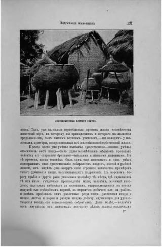 Зернохранилища племени овамбо.
ности. Такъ, уже въ самыя первобытный времена жизни чедовѣчества
животный міръ, къ которому мы иринадлсжимъ н котораго мы являемся
продолженіемъ, былъ нашимъ великимъ учнтелемъ,—мы находимъ у жи-
вотныхъ примѣры, воснроизводящіе всѣ явленія пашей собственной жизни.
Прежде всего уже умѣнье наиболѣе существенное—именно, умѣнье
отыскивать себѣ пищу—было удивителыіѣйшнмъ образомъ преподано
человѣку его старшими братьями—высшими н низшими животными. Въ
тѣ времена, когда человѣкъ былъ самъ еще животнымъ и едва умѣлъ
поддерживать свое существовало собираніемъ плодовъ, охотой и рыбной
ловлей, онъ вндѣлъ уже вокругъ себя огромное количество примѣровъ
такого добыванія пищи, заслужнвавшнхъ подражанія. На морскомъ бе-
регу крабы и другіе раки указывали человѣку тѣ мѣста, гдѣ скрывались
тѣ илн иныя съѣдобныя нроизведенія моря; человѣкъ, мучимый голо-
домъ, тщательно наблюдалъ за животными, отправляющимися на поиски
желудей илн съѣдобііыхъ корней, за пернатою добычею или за рыбою,
и затѣмъ нробовалъ самъ различные роды пищи, различныя ягоды н
плоды, листья и корни и разную живую добычу, служившую для удовле-
творенія голода его четвероногнмъ собратьямъ. Даже болѣе,—человѣкъ
могъ научиться отъ животныхъ искусству дѣлать запасы различныхъ
9*
 