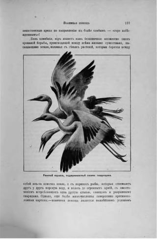 воинственные крики по направленію къ болѣе слабымъ — «горе побѣ-
жденнымъ»!
Безъ сомнѣиія, міръ яиляетъ намъ безконечиое множество сценъ
кровавой борьбы, происходящей между всѣми живыми существами, на-
селяющими землю, начиная съ сѣмянъ растеній, которыя борятся между
Раненый журавль, поддерживаемый своими товарищами.
собой изъ-за комочка земли, и съ икринокъ рыбы, которыя отнимаютъ
другъ у друга морскую воду, и вплоть до огромныхъ армій, съ ожесто-
ченіемъ истрсбляющихъ одна другую сталью, свинцомъ и разрывнымн
снарядами. Однако, еще болѣе многочисленны совершенно противопо-
ложный картины,—взаимная помощь является важнѣйшимъ условіемъ
 