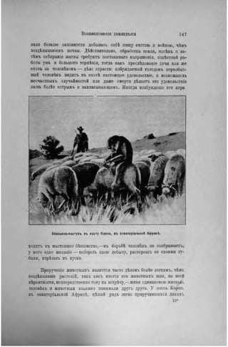 ІЗОЗНИКНОВЕНІЕ ЗЕМЛЕДѢЛІЯ 1 4 7
пали больиіе склоппости добывать себѣ пищу охотою и войною, чѣмъ
поздѣлываиіемъ почвы. Дѣйствительно, обработка земли, посѣвъ н за-
тѣмъ собираніе жатвы требуютъ постояннаго напряхѳнія, пзвѣстной ра-
боты ума и большого терпѣнія, тогда какъ преслѣдоваиіе дичи или же
охота за человѣкомъ — дѣло страсти: побуждаемый голодомъ первобыт-
ный человѣкь видитъ въ охотѣ настоящее удовольствіе, и возможность
несчастныхъ случайностей или даже смерти дѣлаетъ это удовольствие
лишь болѣе острымь и захватывающими.. Иногда возбужденіе его пере
Обезьяна-пастухъ въ посту Парно, въ «кваторіальноП Африкѣ.
ходить въ настоящее бѣшенство,—въ борьбѣ человѣкъ не соображаетъ,
у него одно желаніе — побороть свою добычу, растерзать ее своими зу-
бами, изрѣзать въ куски.
Прирученіе животныхъ является часто дѣломъ болѣе легкимъ, чѣмъ
воздѣлываніе растеній, такъ какъ многія изъ животныхъ шли, по всей
вѣроятности, непосредственно тому па встрѣчу,—живя одинаковою жизнью,
человѣкъ и животныя взаимно понимали другъ друга. У поста Карно.
въ экваторіальной Африкѣ, цѣлый рядъ легко приручившихся днкихъ
10*
 